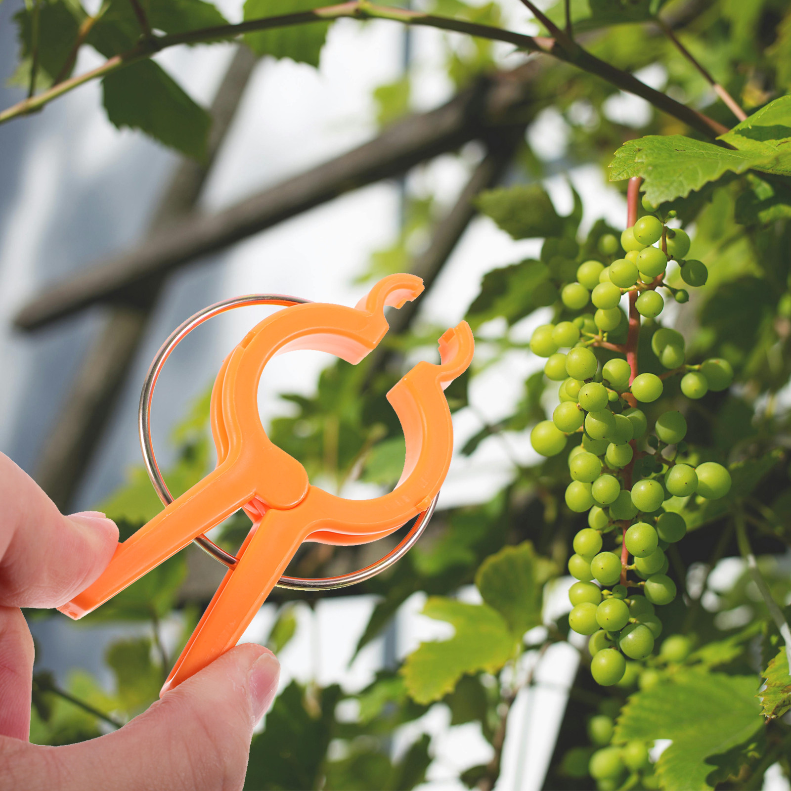 12Pcs Plant Support Clips for  - Vine Climbing Plastic review and price